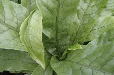 Microsorum  musifolium 'Crocodyllus'