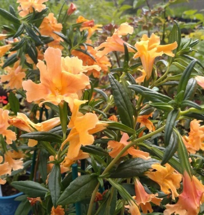 Mimulus aurantiacus