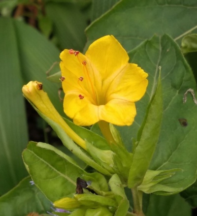 Mirabilis dichotoma