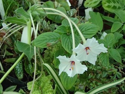 Mirabilis longiflora