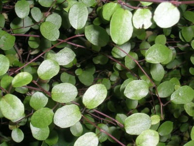 Muehlenbeckia complexa