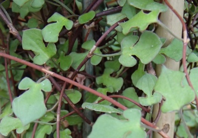 Muehlenbeckia complexa var. trilobata