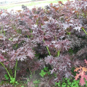 Mustard Red Frills- Seeds