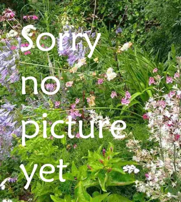 Hydrangea macrophylla 'All Summer Beauty'