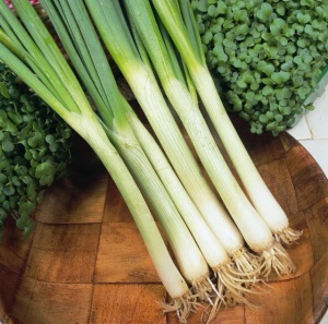 Onion White Lisbon Winter Hardy - Seeds
