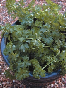 Par-cel Seeds