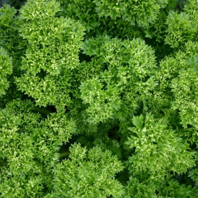 Parsley Curled- Seeds