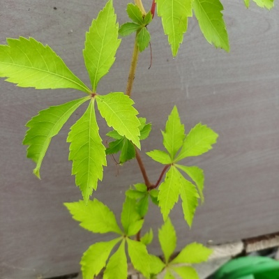 Parthenocissus or Cissus species