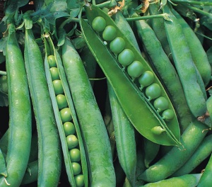 Pea Hurst Green Shaft - Seeds