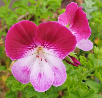 Pelargonium 'Captain Starlight'