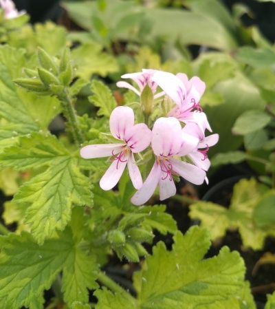 Pelargonium 'Charity'