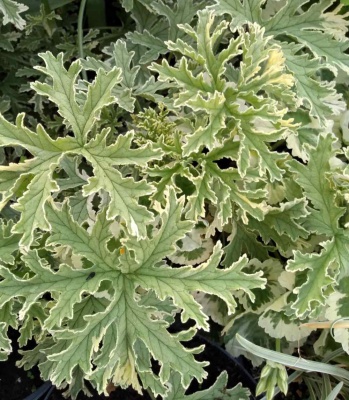 Pelargonium  'Lady Plymouth'