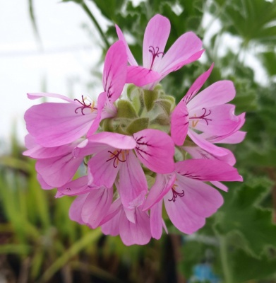 Pelargonium 'Pink Capricorn'