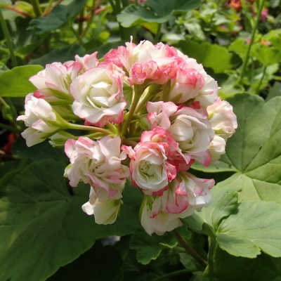 Pelargonium 'Apple Blossom Rosebud'