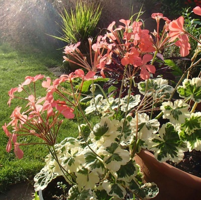 Pelargonium 'Frank Headley'