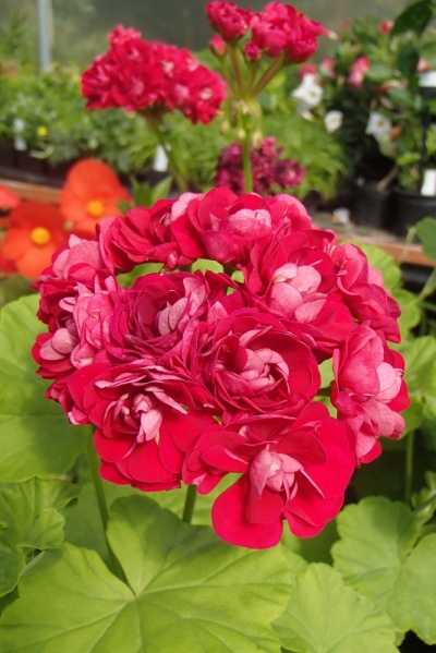 Pelargonium 'Plum Rambler'