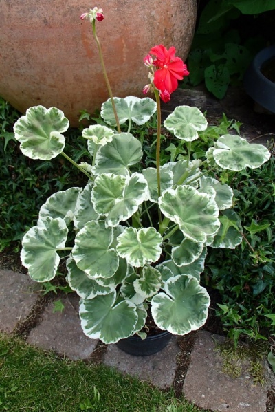 Pelargonium 'Wilhelm Langath'
