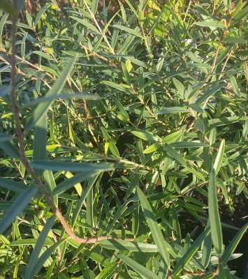 Phillyrea angustifolia - narrow leaved form