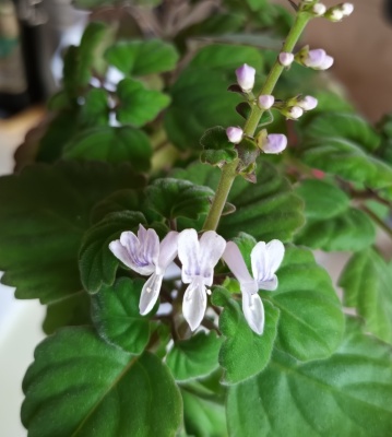 Plectranthus ernstii