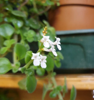 Plectranthus - trailing species