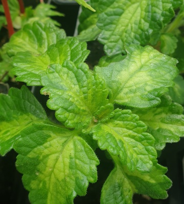 Plectranthus coleoides - green/yellow leaves