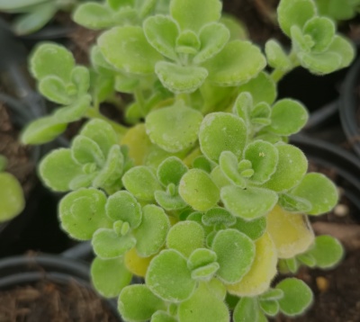 Plectranthus succulentum
