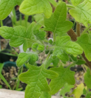 Plectranthus venteri