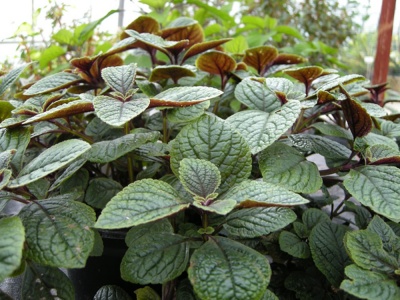 Plectranthus ciliatus