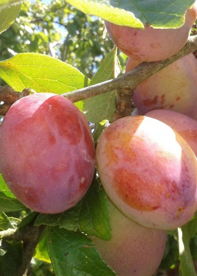 Prunus (Plum) domestica 'Victoria'