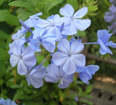 Plumbago auriculata 'Crystal Waters'