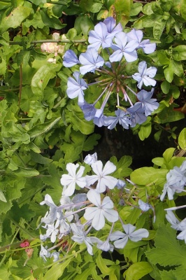 Plumbago auriculata 'Crystal Waters'