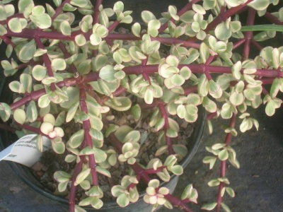 Portulacaria afra 'Variegata'