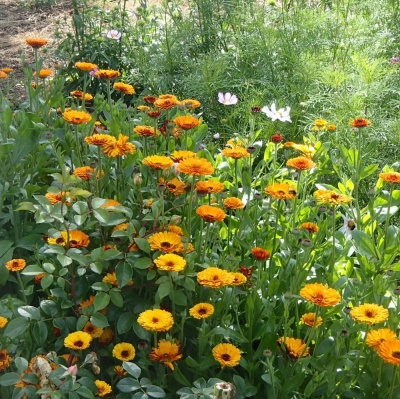 Calendula officinalis Seeds