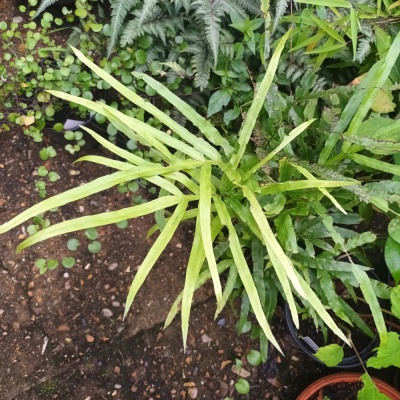 Pteris umbrosa