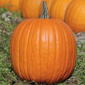 Pumpkin Expert F1 - Seeds