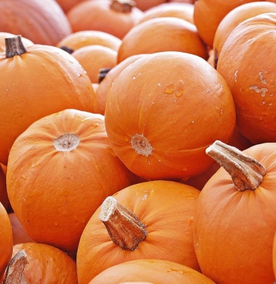 Pumpkin Jack O Lantern Seeds