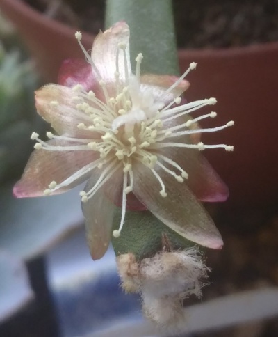 Rhipsalis  grandiflora