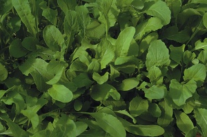 Rocket Astra - Seeds
