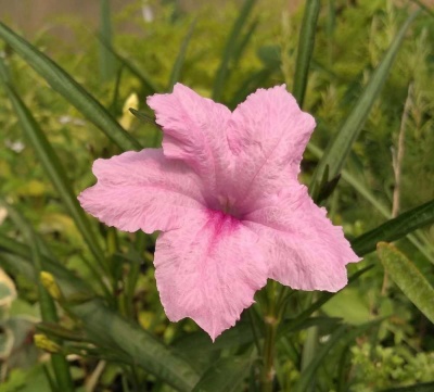 Ruellia  tweediana 'Pink Flowered'