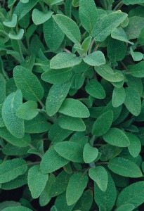 Sage - Seeds