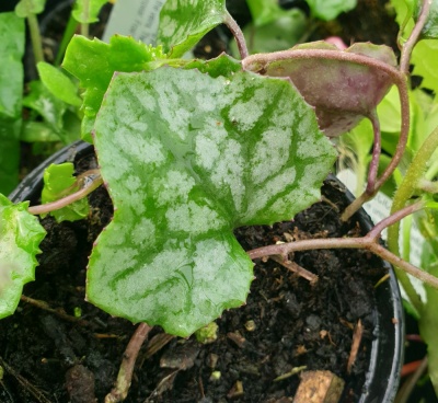 Senecio mikanioides