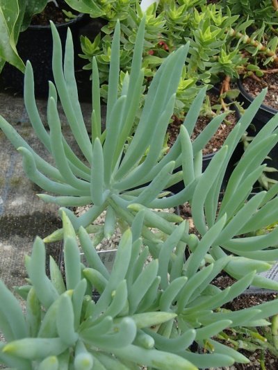 Senecio ficoides