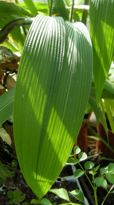 Setaria palmifolia