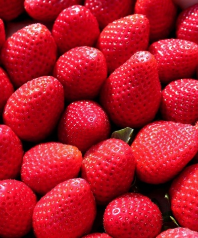 Strawberry 'Cambridge Favorite' - potted