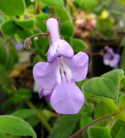 Streptocarpus saxorum