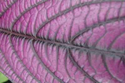 Strobilanthes dyeriana