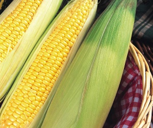 Sweet Corn Earliking F1 - Seeds