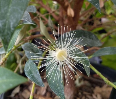 Syzygium  myrtifolium