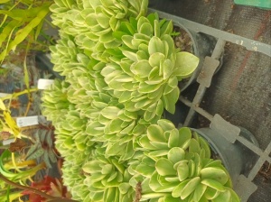EXOTIC plant TEMPLATE[1]