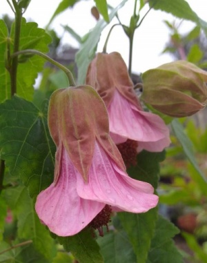 Abutilon 'Pink Charm'